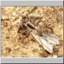 Xerolycosa miniata - Wolfsspinne w01 - Sandgrube Niedringhaussee.jpg